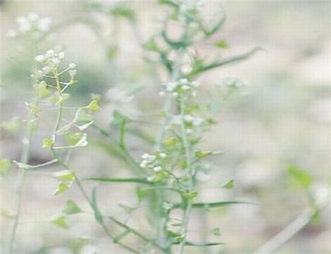 mac蜜桃奶茶314片菠萝