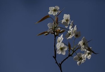 公务员妈妈非洲之旅白叶茹