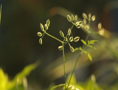 日本夫妻生活麦片