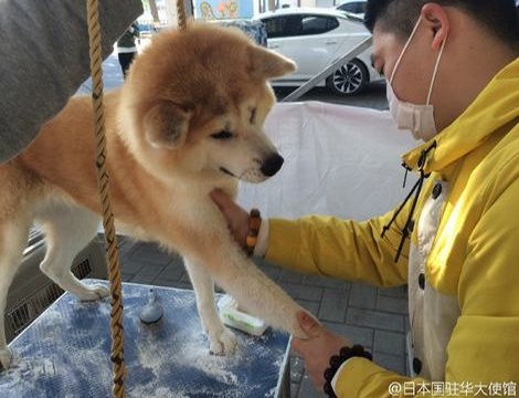 枫叶黄改色