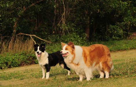 男士怀孕生孩子视频