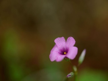 花花草视频