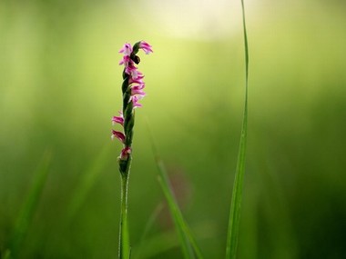 莹莹不让尿还喝水用棉花堵