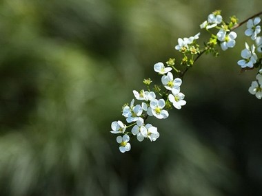 透明人间动漫樱花