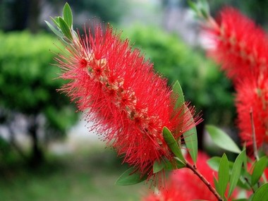 鬼灭无限列车樱花动漫